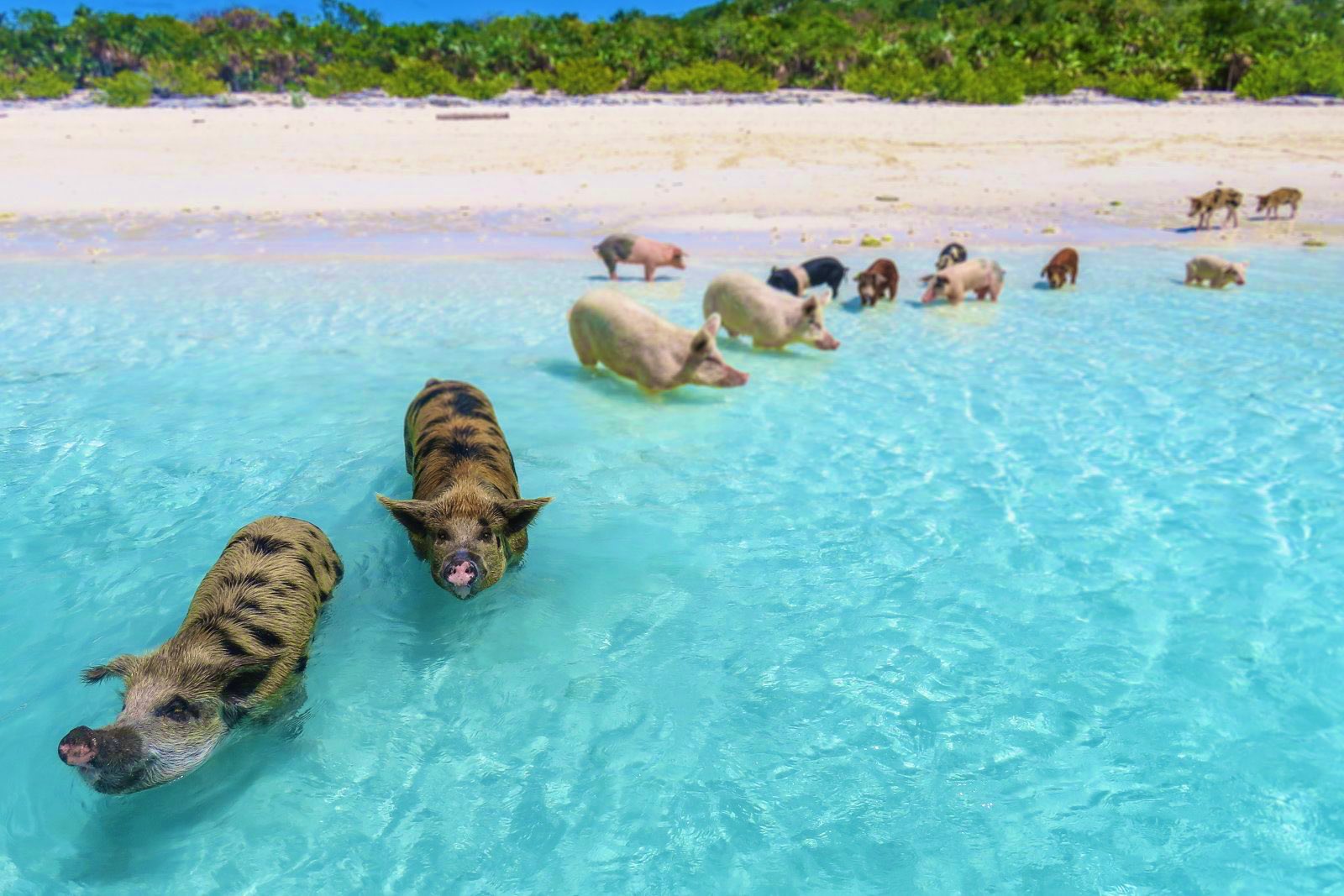 Pig-Beach-Tour-bahamas