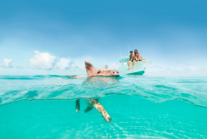 pig-swim-bahamas