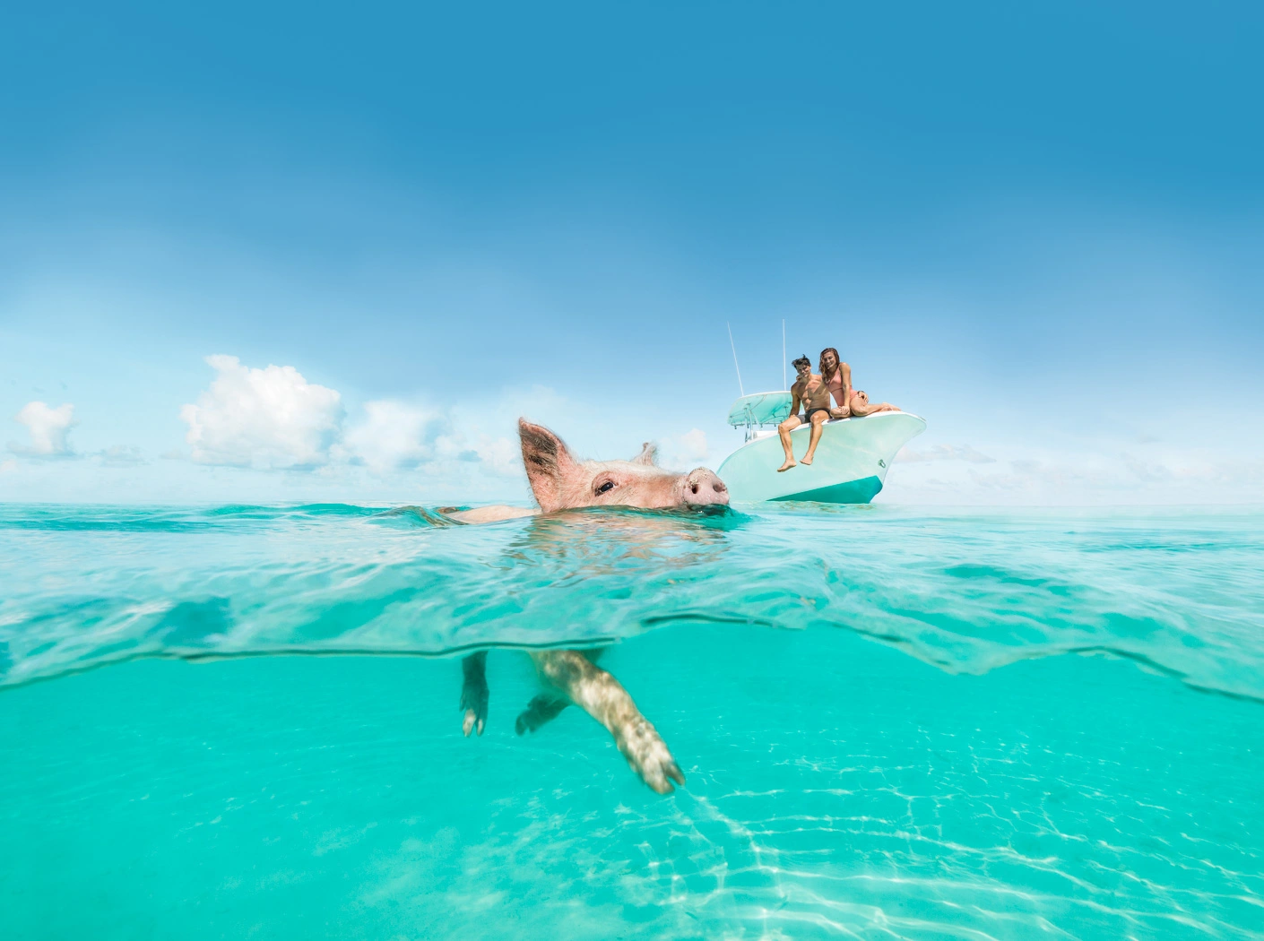 pig-swim-bahamas